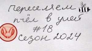 Как пересадить семью из колоды в улей на рамки