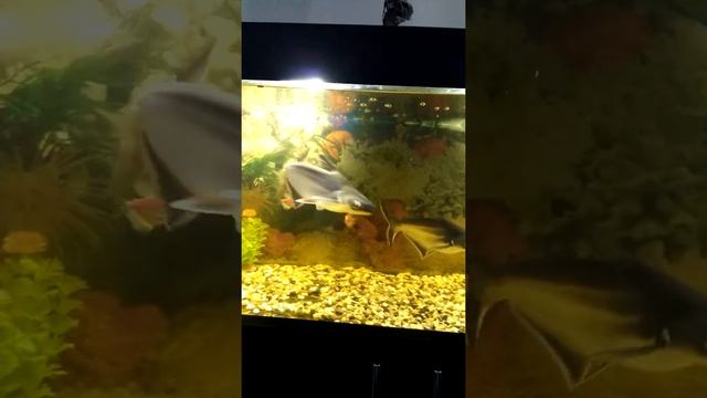 акулий сом( пангасиус) смотреть онлайн