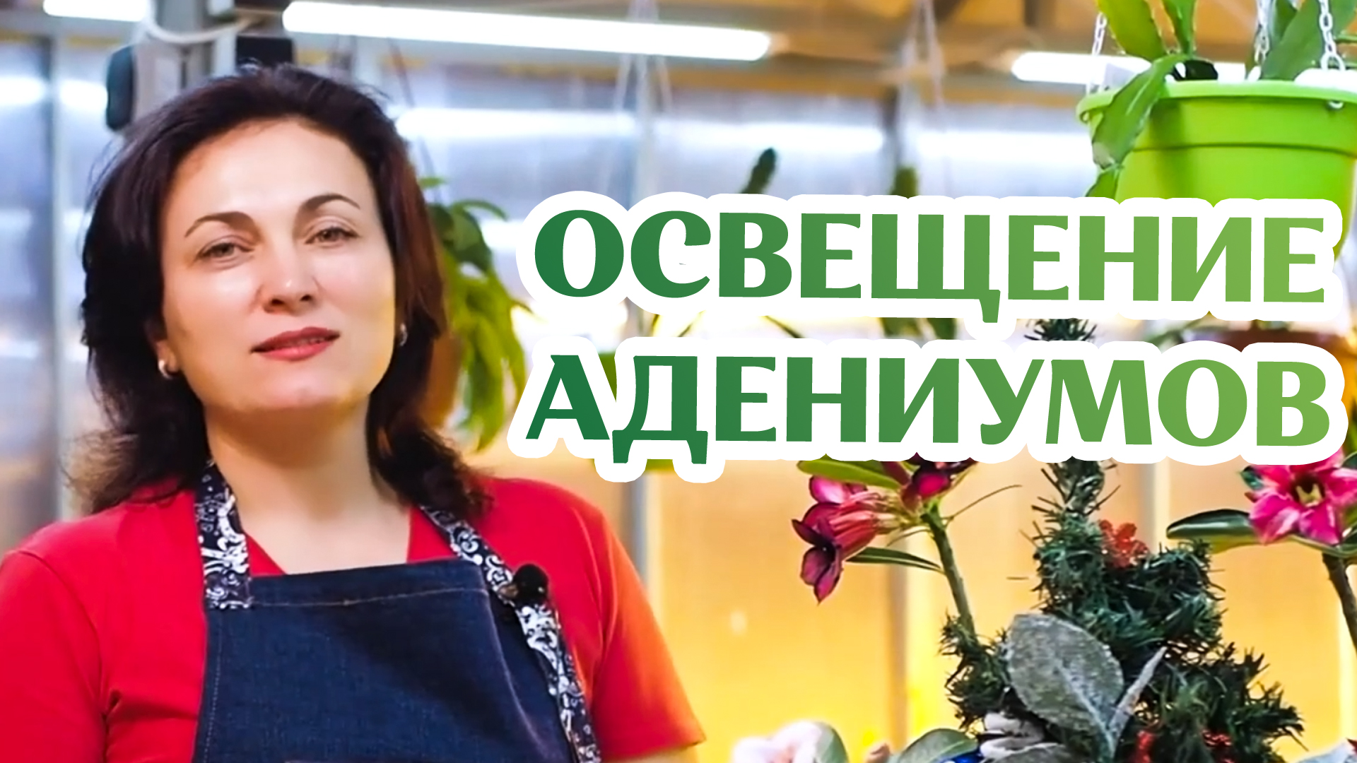 Освещение и Уход За Адениумами Зимой? Все Очень Просто!