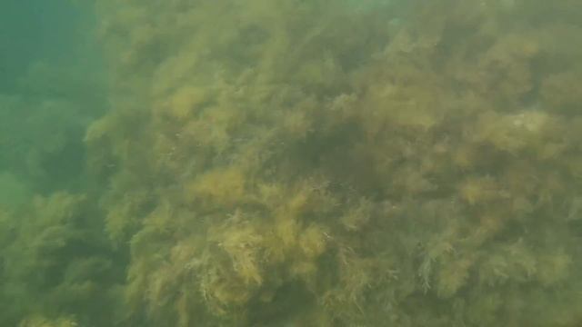 Yalta Gembird ACAM-002 смотреть онлайн