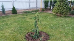 Кипарисовик нутканский ,,Пендула,,