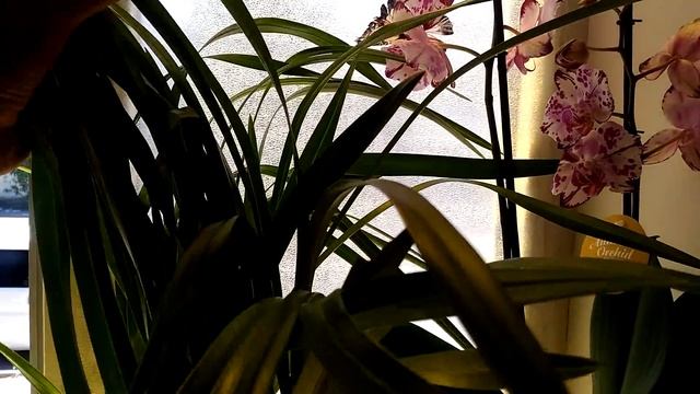 Новинки???Сого Релекс?Мини цимбидиум "Сакура"?Меджикарт бабочка!!! смотреть онлайн