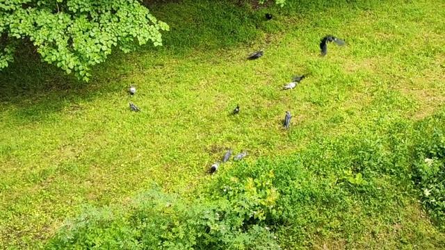 Гармонизация Сатурна - кормление ворон. смотреть онлайн