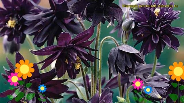 Аквилегия обыкновенная Барлоу блэк Барлоу. Краткий обзор Aquilegia Vulgaris Barlow Black Barlow