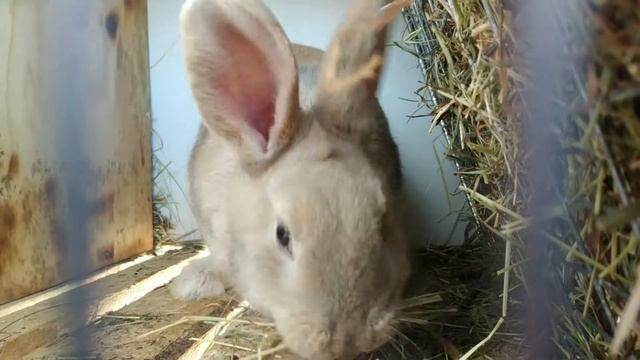 ??? делаем маточники для кролей