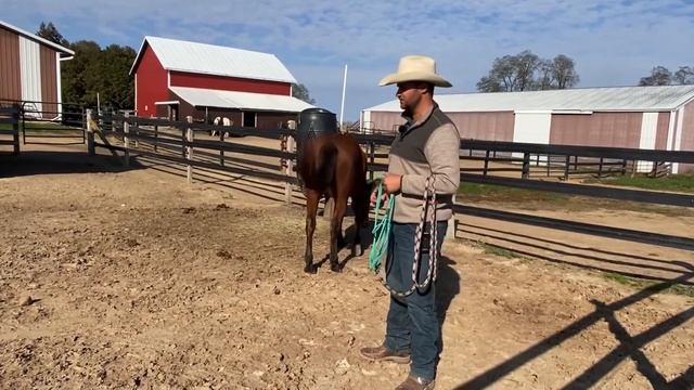 How to catch a Hard to Catch horse смотреть онлайн