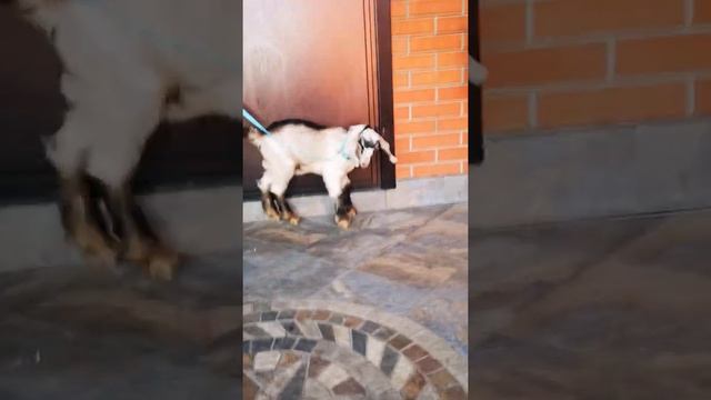 Шикарный козлик, продажа. Папа 100% Шами порода. 12 мая родился в тройне. Кличка Граф. смотреть онлайн