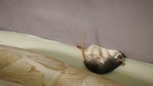 Крысы дерутся | Декоративные крысы