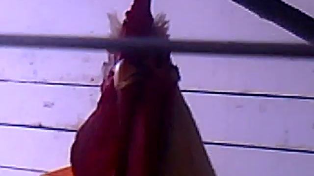 Длиный крик петуха смотреть онлайн