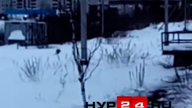 В Новом Уренгое замечена лиса смотреть онлайн