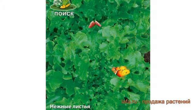 Салат обыкновенный Витаминный Листовой ? обзор: как сажать, семена салата Витаминный Листовой смотреть онлайн