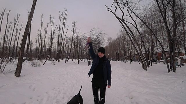 фаина питбуль!!! ТРЕНИРОВКА ПИТБУЛЯ ЗИМОЙ, как я провожу время свободное? смотреть онлайн
