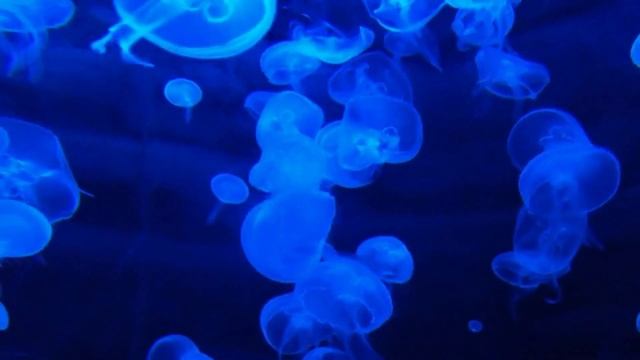Музыка подводного мира смотреть онлайн