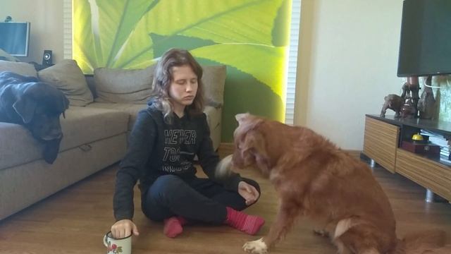 Как научить собаку давать лапу или 