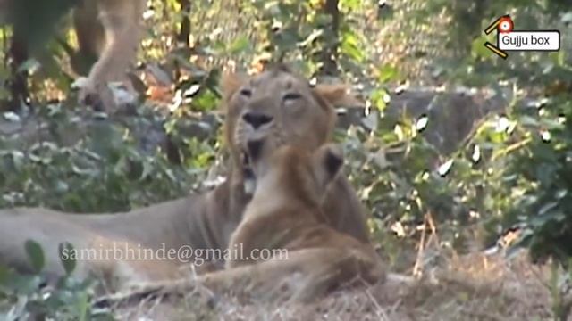 Indian lions | Gir Forest Trip | DEVALIYA SAFARI | Indian lions | summer vacation смотреть онлайн