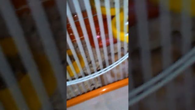 Brilliant Hamster open cage itself смотреть онлайн