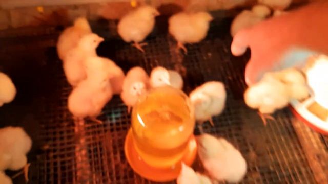 Четвёртые сутки цыплят бройлера.Вес бройлера на четвертые сутки. смотреть онлайн