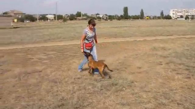 Pantera Iz Komandy Azart. Obedience Training/