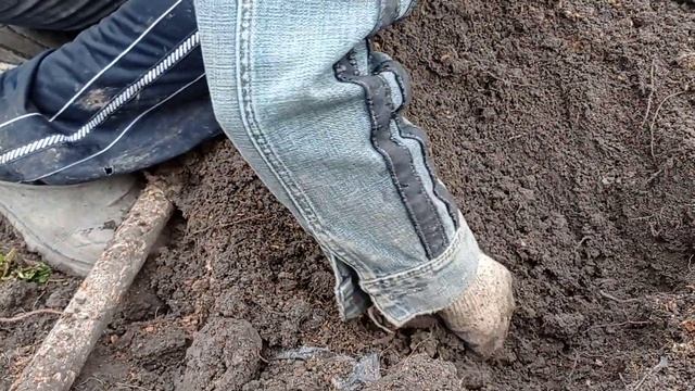 Батат. Эксперимент посадки рассадного клубня и что из этого получилось. смотреть онлайн