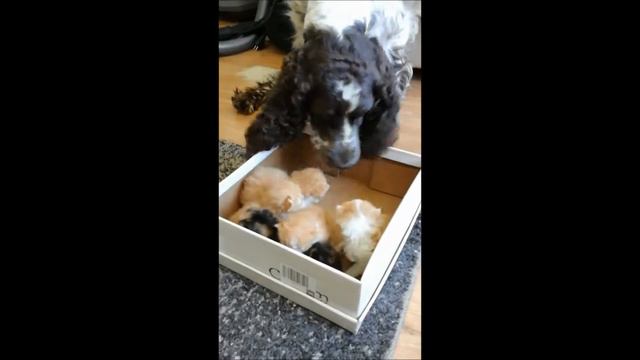 Питомник шотландских кошек Империя Зевса смотреть онлайн