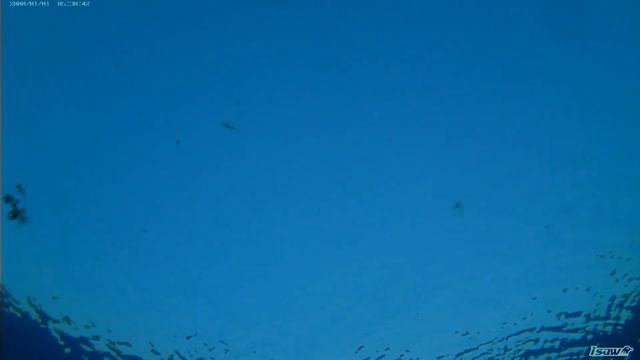 Фридайвинг на озере Вад.Вадская воклина.Клуб "ТРИТОН". 19.01.2019 смотреть онлайн