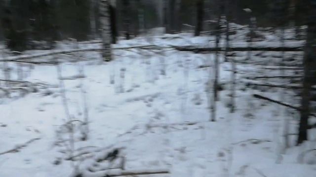 промысел соболя 2020 часть 7