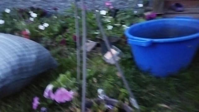 Летняя обрезка ампельных петуний и подкормка