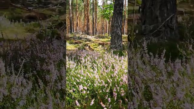 Вереск в лесу. смотреть онлайн
