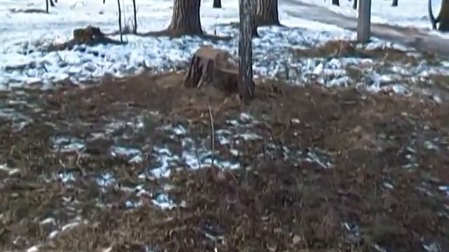 Шепетівський парк культури та відпочинку ріжуть на дрова смотреть онлайн