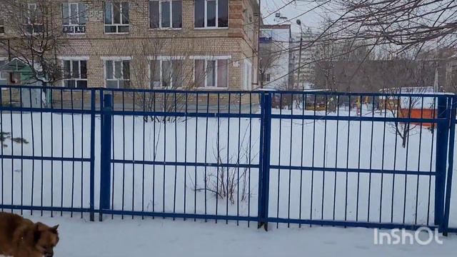5 января 2024 г. Гуляем 🐕 Зимний день 🏠❄️ смотреть онлайн
