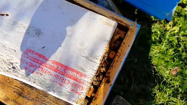 Подкормка пчёл зимой 24,12,2018 г. смотреть онлайн