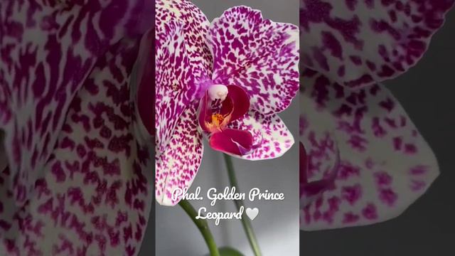 Phal. Golden Prince Leopard 👑🐆 смотреть онлайн