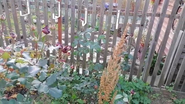 Мой осенний сад) Листопад) Да ну эти цветы ,,, Ухожу в дворники)) Решила я и купила новые грабли )) смотреть онлайн