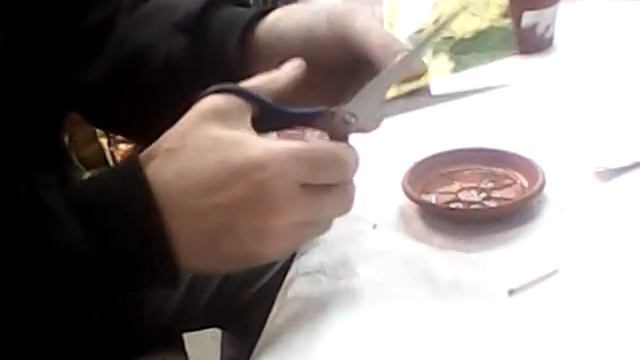 бругмансия,люнтана смотреть онлайн