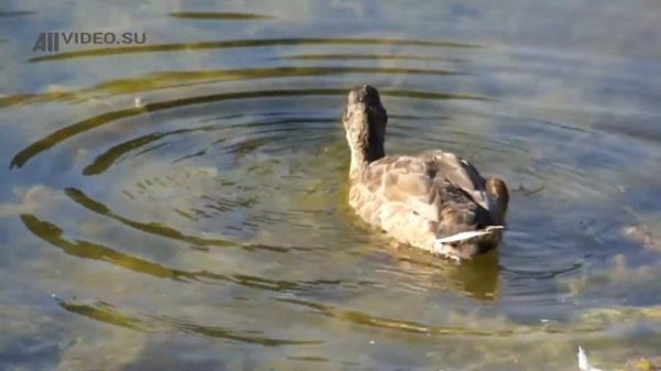 Утки едят. Ducks are eating. AllVideo.su.