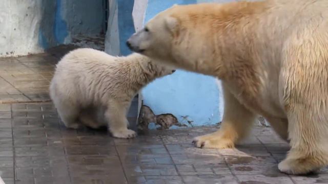 Малыш покушал и остался голодный 07.05.16 смотреть онлайн