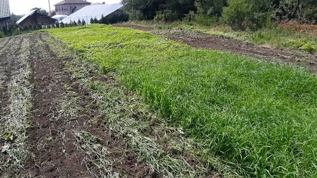 Фрезерование сорняков мини-трактором смотреть онлайн