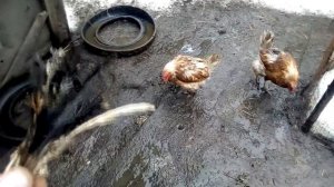 Почему у куриц выпадают перья,как избавиться от пухопероеда(клеща) без затрат