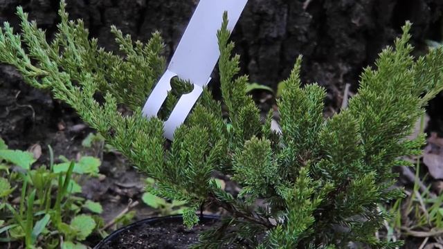 Можжевельник Блю чип смотреть онлайн