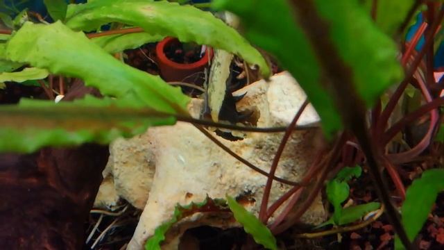 Не застрял ли сом анциструс? смотреть онлайн