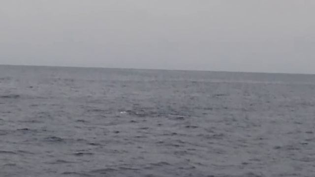 Киты в Тихом океане смотреть онлайн