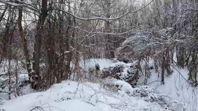 Незапланированная прогулка)) смотреть онлайн