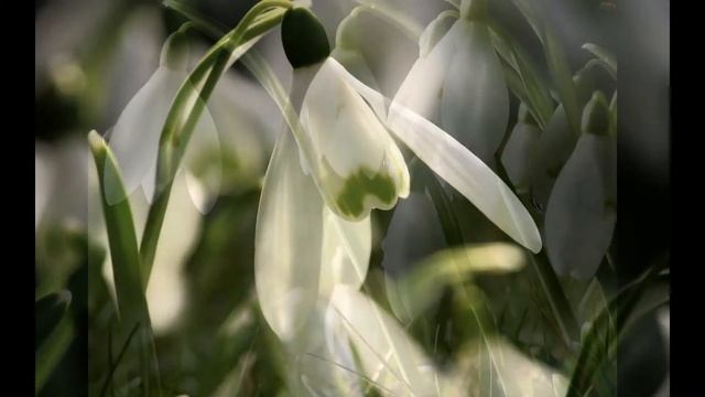 Копия видео "вальс цветов" смотреть онлайн