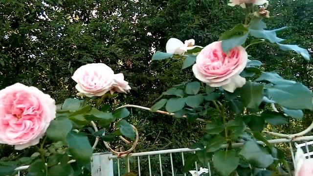 Розы.Как вам сочетание мелкоцветковых с крупными? смотреть онлайн