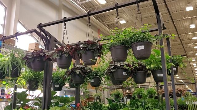 Houseplant Shopping in Big Box Stores || 2022 Plants || Plant Shop with Me смотреть онлайн