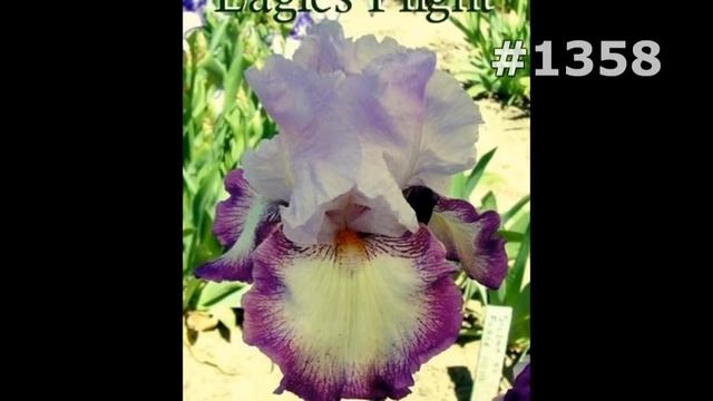 #1358. Ирисы - самые лучшие цветы смотреть онлайн