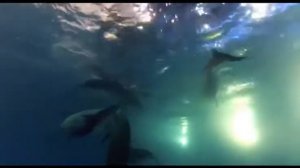 Канал новости  Рождение Дельфина Самка дельфина рожает малыша