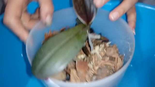 ПОСАДКА ДЕТКИ ОРХИДЕИ Anthura Narbone смотреть онлайн