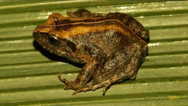 ПИСКУНЬИ - Скрытные амфибии смотреть онлайн