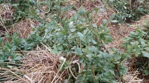 Картофель сорта Уника в сентябре